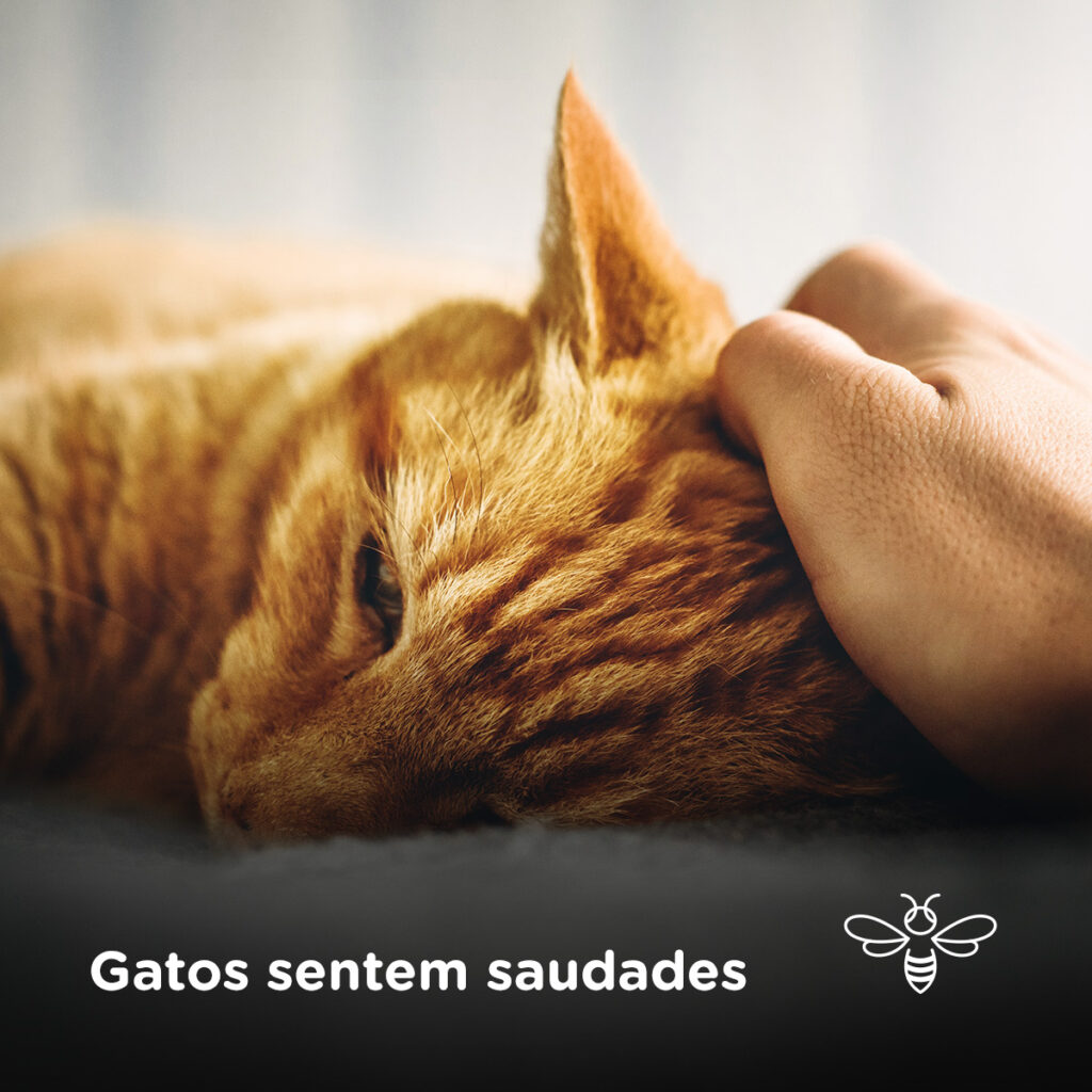 Gatos sentem saudades