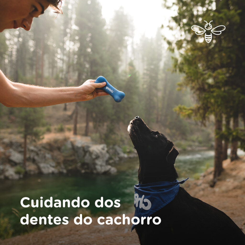 Cuidando dos dentes do cachorro