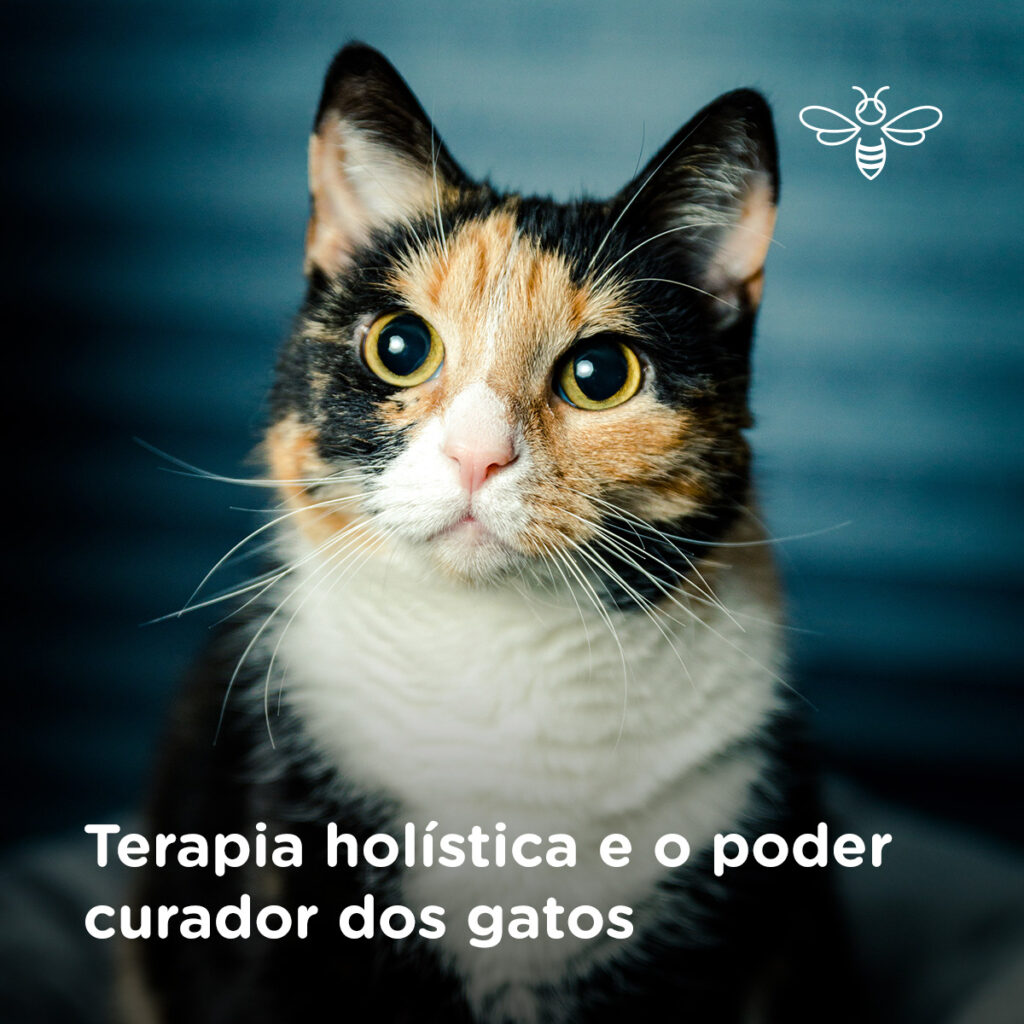 Terapia holística e o poder curador dos gatos