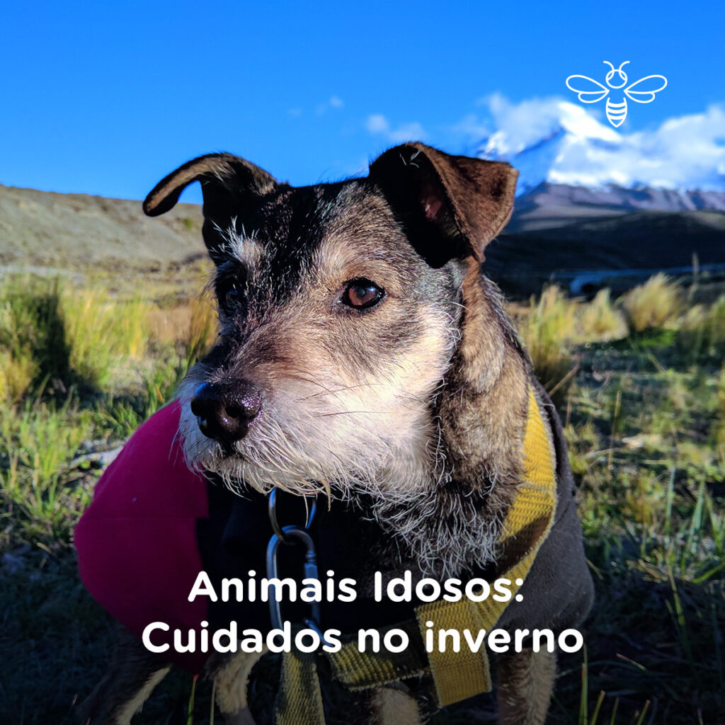 Animais Idosos cuidados no inverno