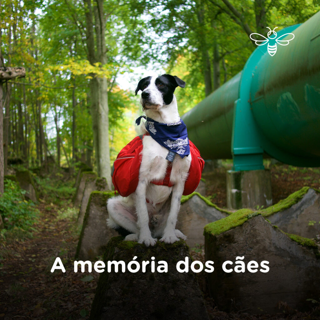 A memória dos cães