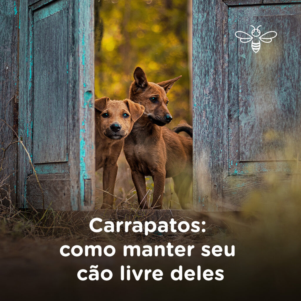 Carrapatos como manter seu cão livre deles