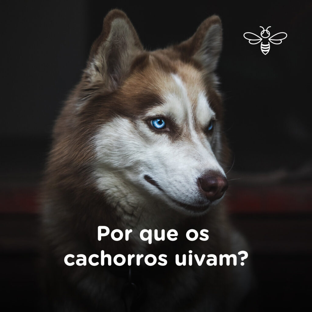 Por que os cachorros uivam