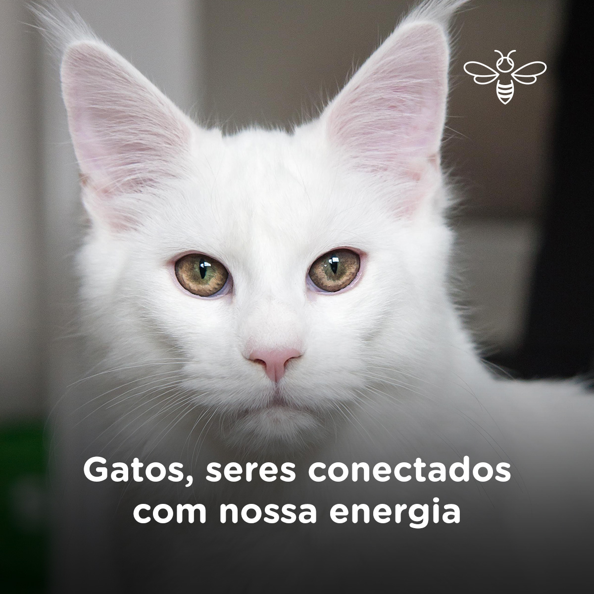 Gatos, seres conectados com nossa energia
